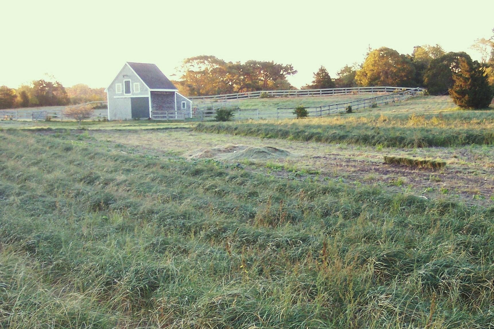 American Beachgrass